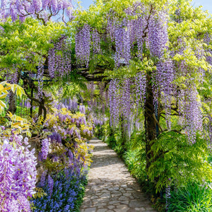 Livraison plante Glycine Prolific – Lot de 1 – Pot 11 cm – Hauteur 40 cm