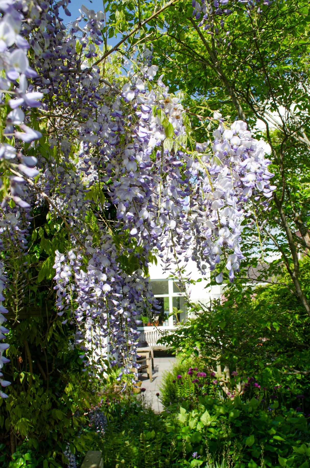 Livraison plante GLycine Wisteria sinensis 'Caroline' lot de 2