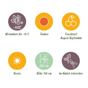 Livraison plante Goji Lycium barbarum – Lot de 6 – Pot 9 cm