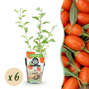 Livraison plante Goji Lycium barbarum – Lot de 6 – Pot 9 cm