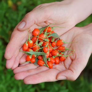 Livraison plante Goji Lycium barbarum – Lot de 6 – Pot 9 cm