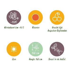 Livraison plante Goji Lycium barbarum – Lot de 6 – Pot 9 cm