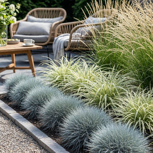 Livraison plante Graminées variées – Lot de 3 – Pot 17 cm – Hauteur 50 cm