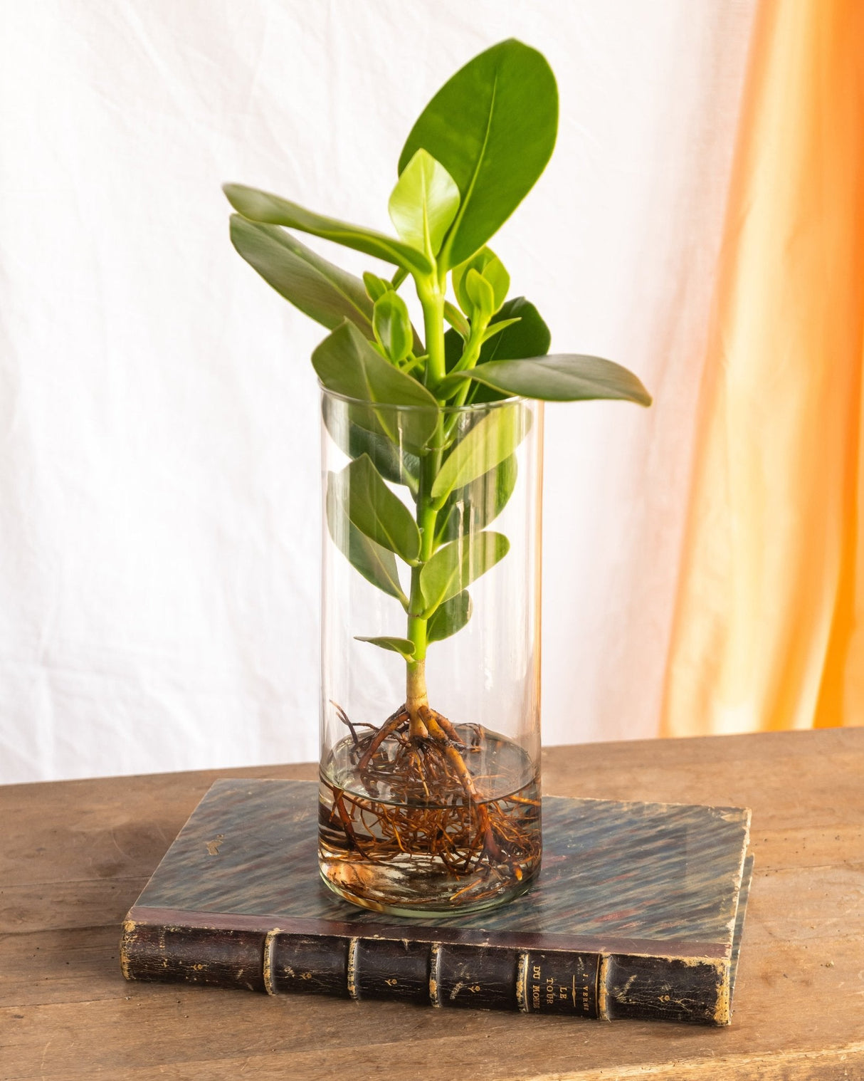 Grand Clusia in hydroculture and its glass vase