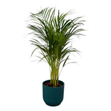 Livraison plante Grand Palmier Areca - Plusieurs tailles et pots