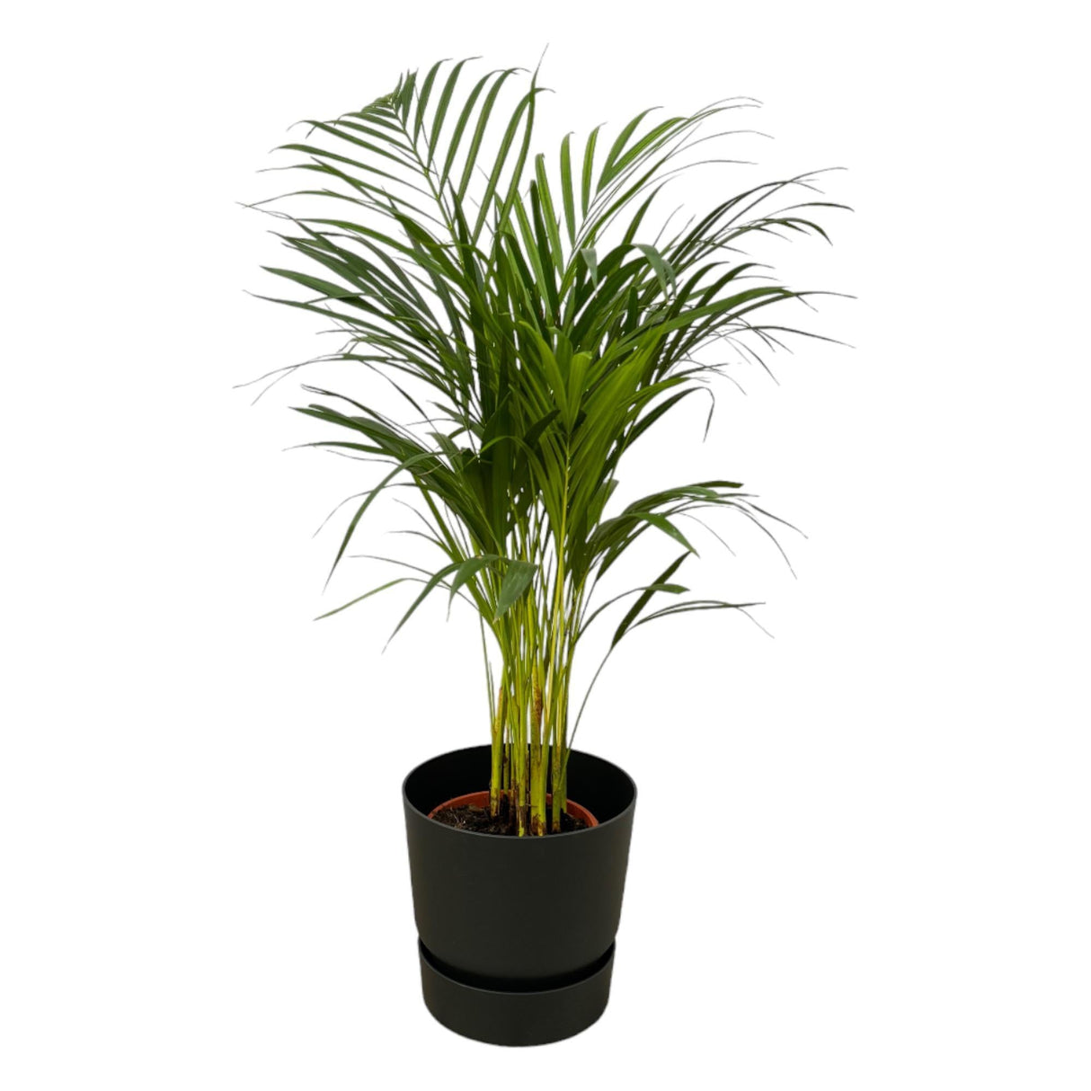 Livraison plante Grand Palmier Areca - Plusieurs tailles et pots