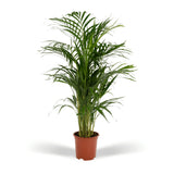 Livraison plante Grand Palmier Areca - Plusieurs tailles et pots