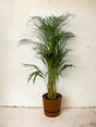 Livraison plante Grand Palmier Areca - Plusieurs tailles et pots