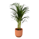 Livraison plante Grand Palmier Areca - Plusieurs tailles et pots