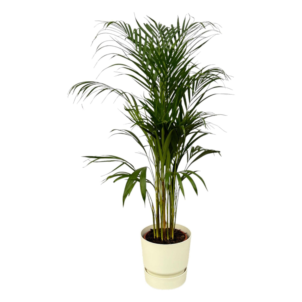 Livraison plante Grand Palmier Areca - Plusieurs tailles et pots