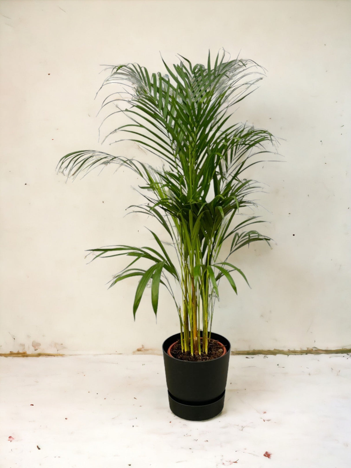 Livraison plante Grand Palmier Areca - Plusieurs tailles et pots