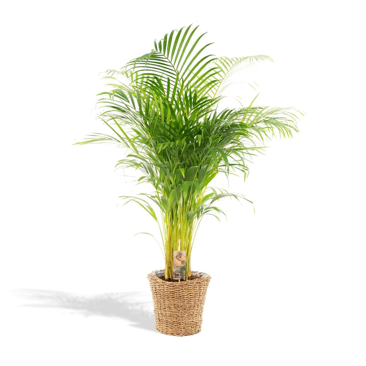 Livraison plante Grand Palmier Areca - Plusieurs tailles et pots