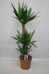 Livraison plante Grand yucca - Ø27 h130