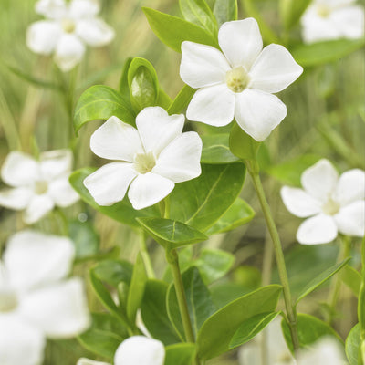 Grande Pervenche (Vinca major) 'Alba'