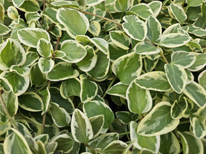 Livraison plante Grande Pervenche 'Variegata'