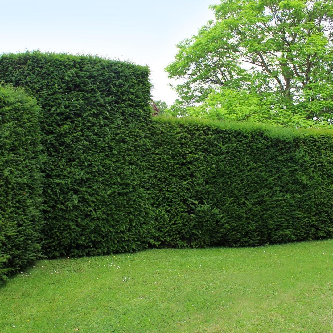 If Commun (Taxus baccata)