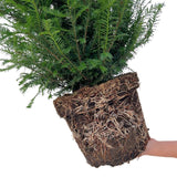 Livraison plante Grands ifs h125cm pour 10 mètres linéaires de haie 20x12L