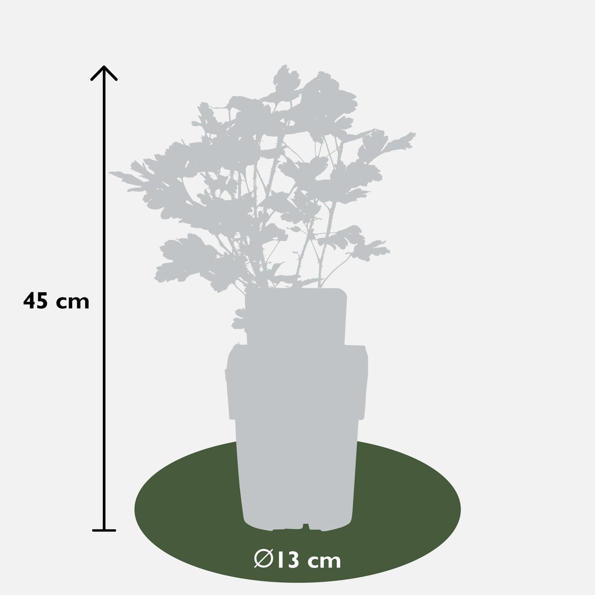 Livraison plante Groseille rouge - arbuste fruitier