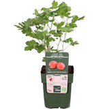 Livraison plante Groseille rouge - arbuste fruitier