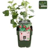 Livraison plante Groseille rouge - arbuste fruitier