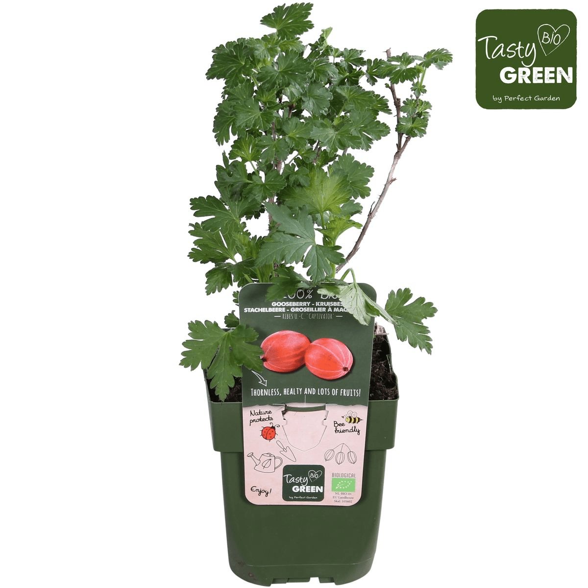 Livraison plante Groseille rouge - arbuste fruitier