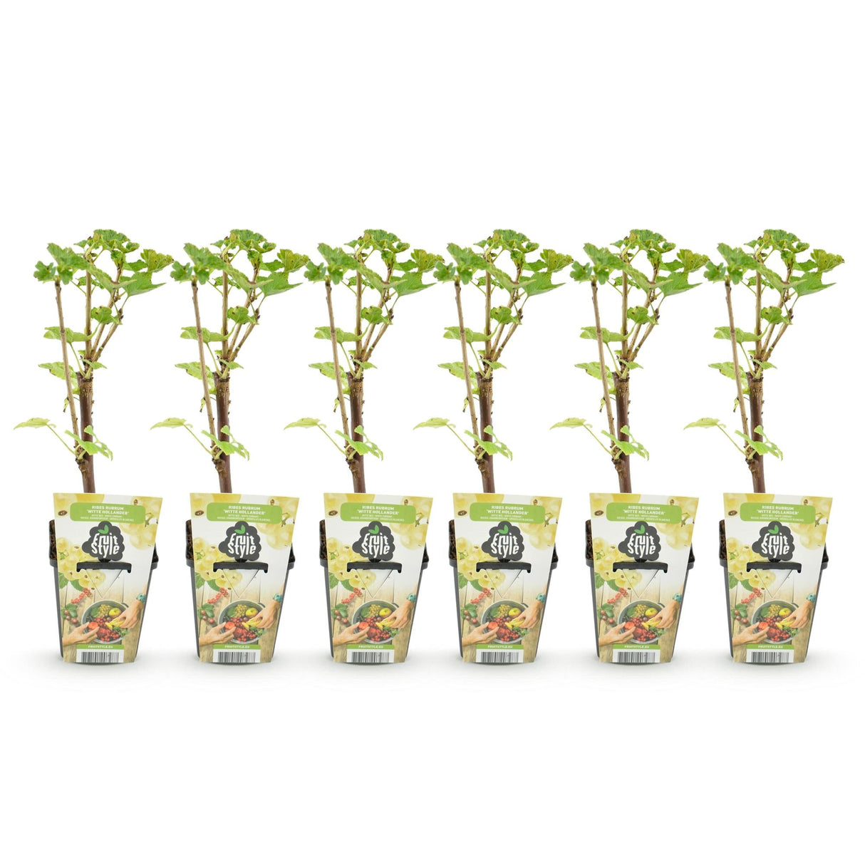 Livraison plante Groseillier à grappes Witte Hollander – Lot de 6 – Pot 9 cm