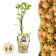 Livraison plante Groseillier à grappes Witte Hollander – Lot de 6 – Pot 9 cm