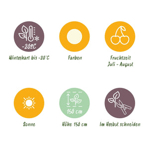 Livraison plante Groseillier à grappes Witte Hollander – Lot de 6 – Pot 9 cm