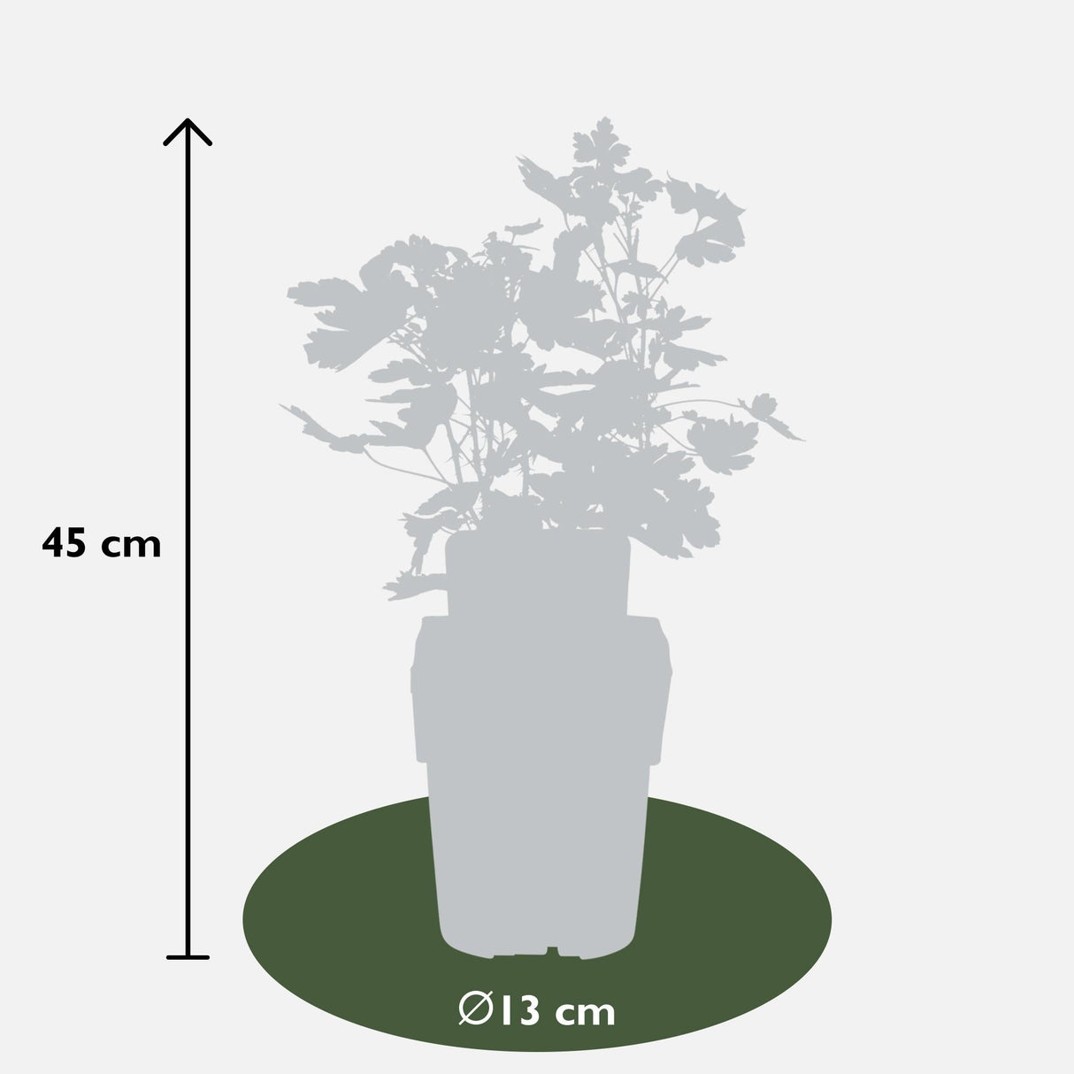 Livraison plante Groseillier à Maquereau Bio