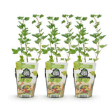 Livraison plante Groseillier à maquereau Hinnonmäki Grün – Lot de 3 – Pot 9cm