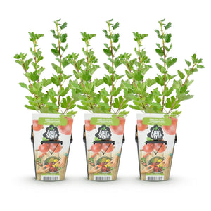 Livraison plante Groseillier à maquereau Hinnonmaki Röd – Lot de 3 – Pot 9 cm