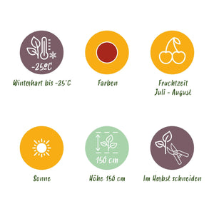 Livraison plante Groseillier à maquereau Hinnonmäki Röd – Lot de 6 – Pot 9 cm