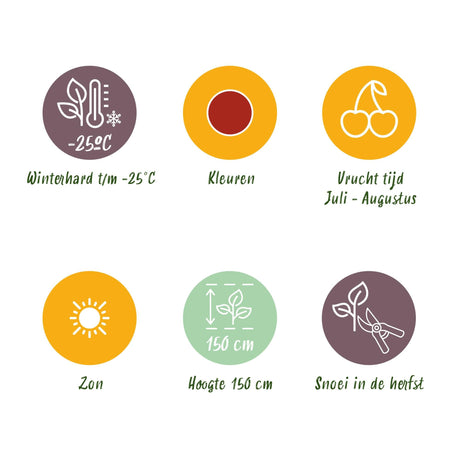 Livraison plante Groseillier à maquereau Hinnonmäki Röd – Lot de 6 – Pot 9 cm