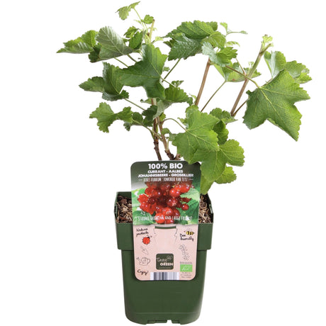 Livraison plante Groseillier Bio