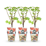 Livraison plante Groseillier Jonkheer van Tets – Lot de 3 – Pot 9 cm