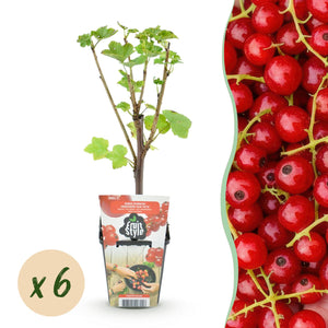 Livraison plante Groseillier Jonkheer van Tets – Lot de 6 – Pot 9 cm