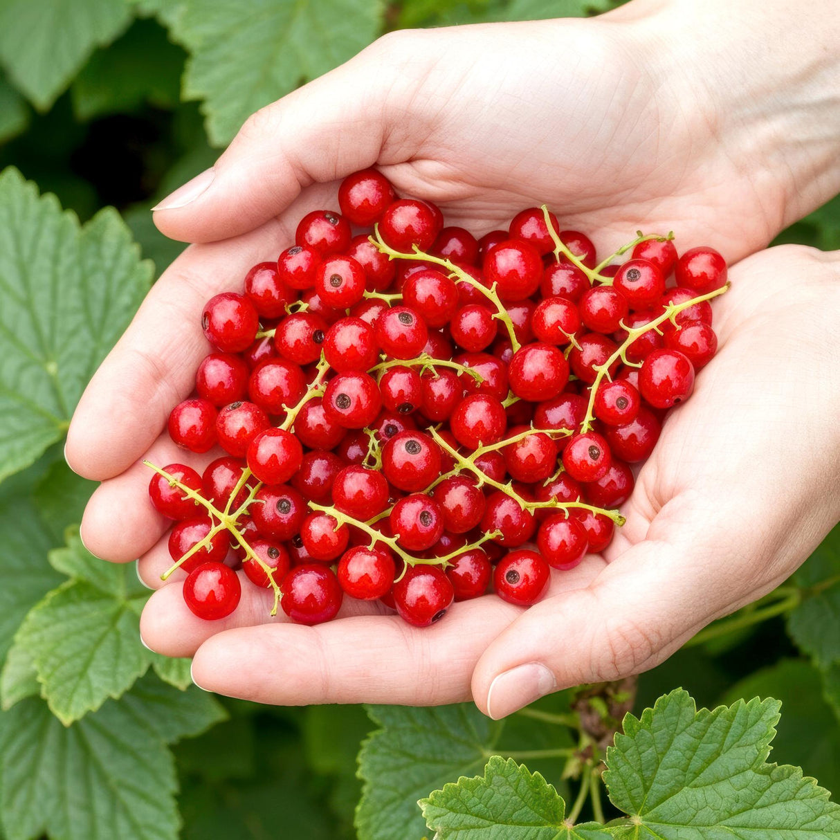 Livraison plante Groseillier Jonkheer van Tets – Lot de 6 – Pot 9 cm