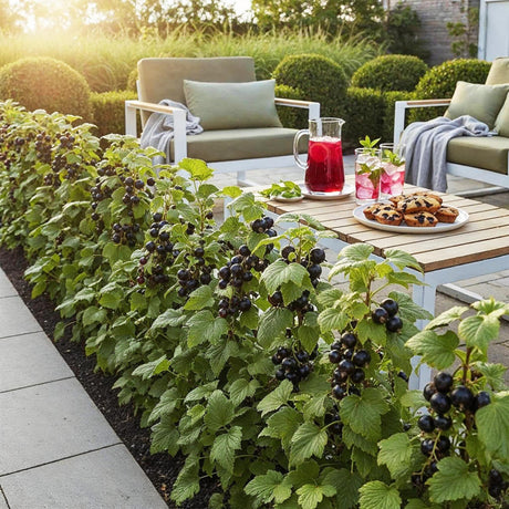 Livraison plante Groseillier Jostabes – Lot de 6 – Pot 9 cm