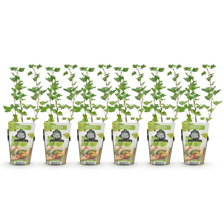 Livraison plante Groseillier maquereau Hinnonmäki Grün – Lot de 6 – Pot 9 cm