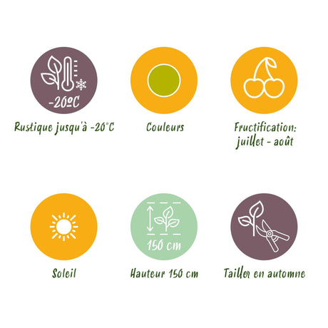 Livraison plante Groseillier maquereau Hinnonmäki Grün – Lot de 6 – Pot 9 cm