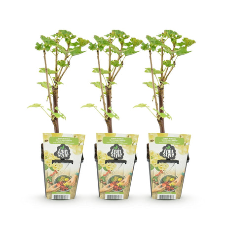 Livraison plante Groseillier Witte Hollander – Lot de 3 – Pot 9 cm