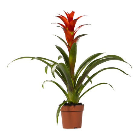 Livraison plante Guzmania Ostara