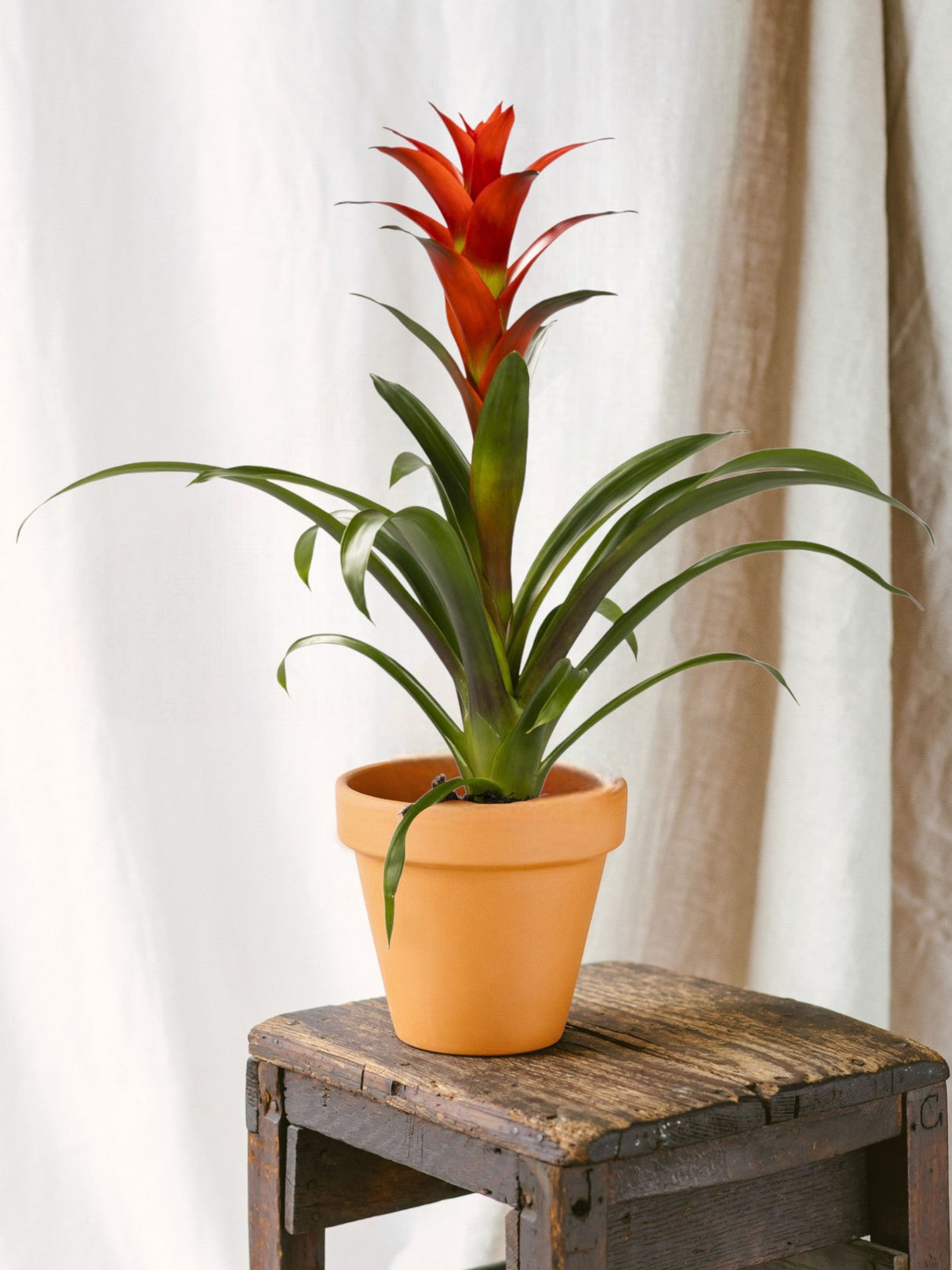 Livraison plante Guzmania Ostara