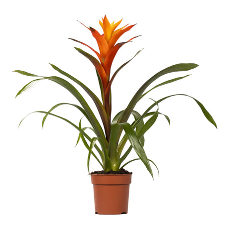 Livraison plante Guzmania Variada