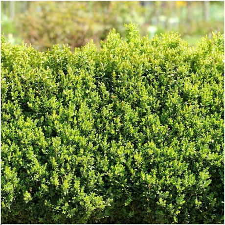 Livraison plante Haie Buxus Sempervirens X6