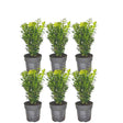 Livraison plante Haie Buxus Sempervirens X6