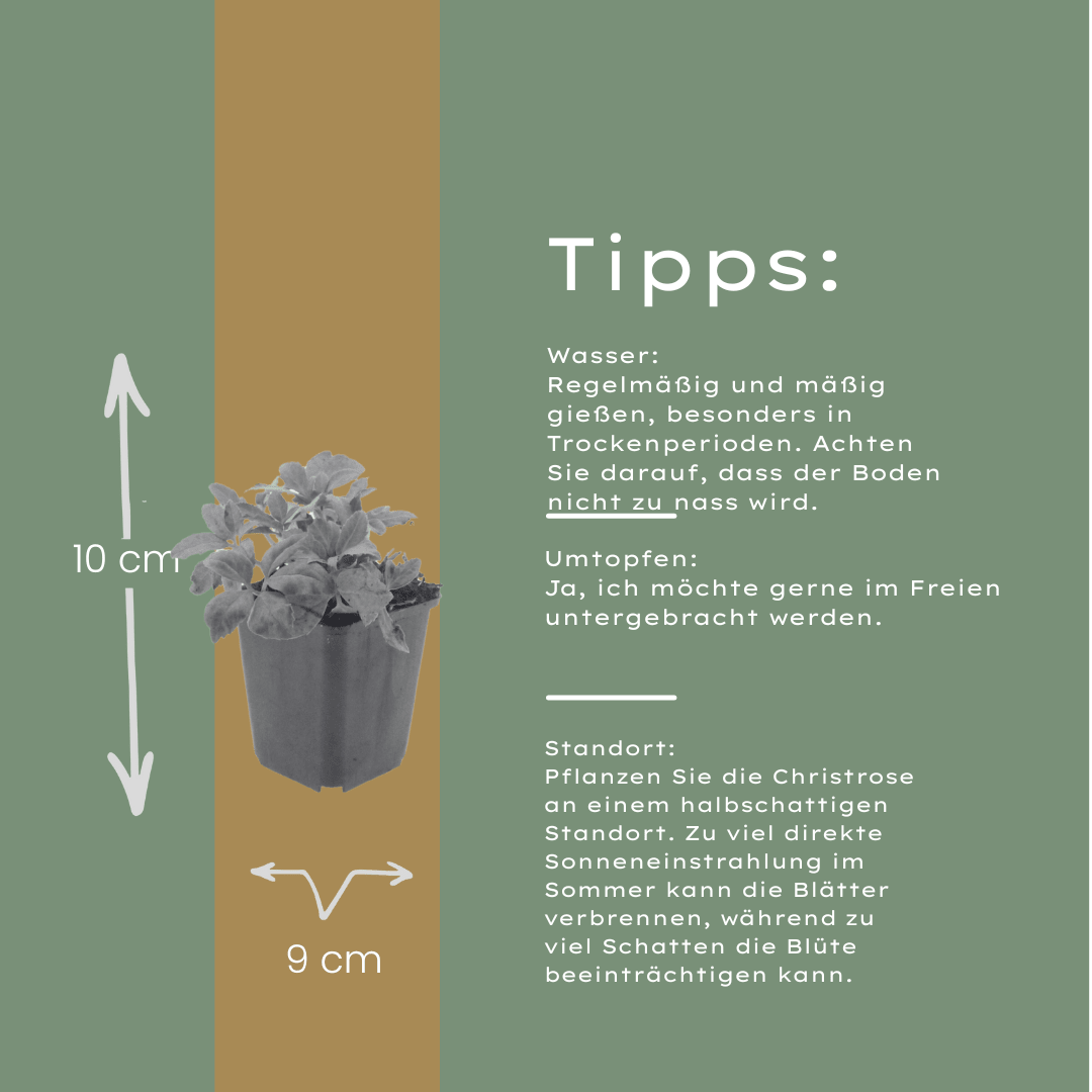 Livraison plante Hellebore blanc niger