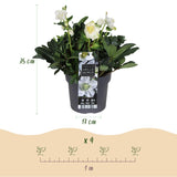 Livraison plante Hellébore Christmas Carol – Lot de 1 – Pot 17 cm