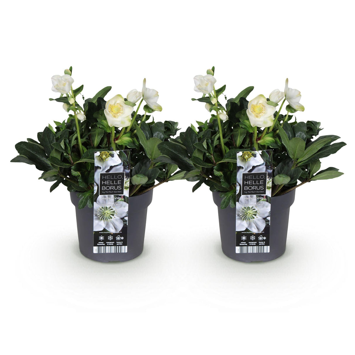 Livraison plante Hellébore Christmas Carol – Lot de 2 – Pot 17 cm