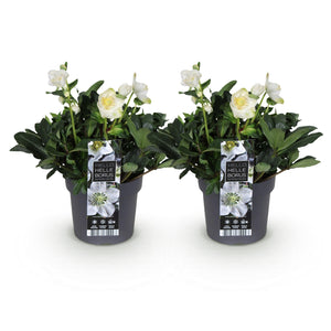 Livraison plante Hellébore Christmas Carol – Lot de 2 – Pot 17 cm